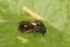 Pseudomalus auratus